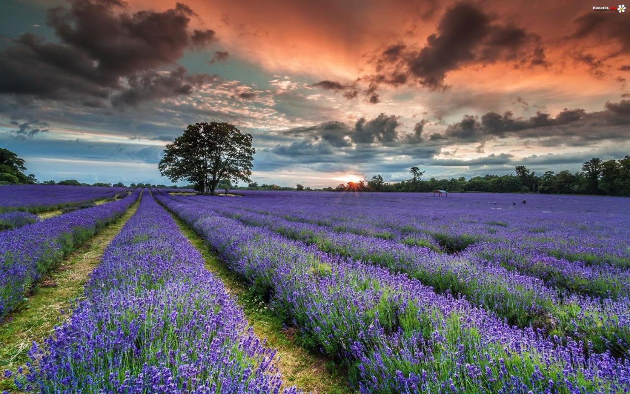 La Maison Des Collines Allemagne-en-Provence Zewnętrze zdjęcie
